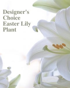 Easter Lily Plant