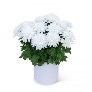 White Chrysanthemum Plant