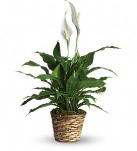  Peace Lily in Basket, table top size
