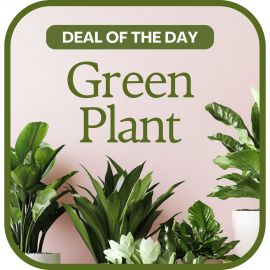 Green Plant Deal of the Day