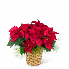 Red Poinsettia Basket