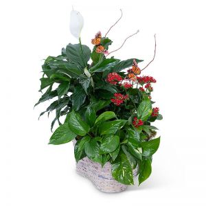 Verdant Basket with Butterflies