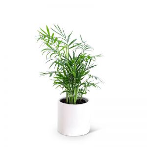 Parlor Palm Plant