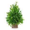 Boxwood Simplicity Tree