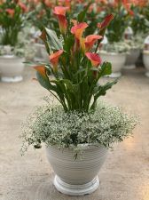 Astoria Patio Pot