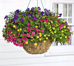Outdoor Hanging Basket 16