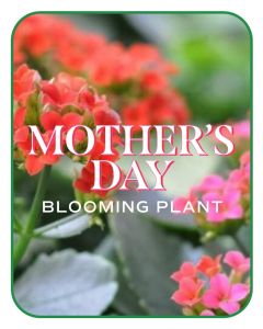 Mother's Day Blooming Plant