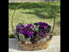 Violet Basket