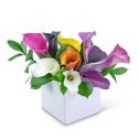 Calming Calla Lilies