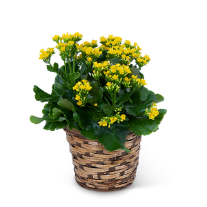 Yellow Kalanchoe Plant