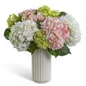 Hydrangea Aura