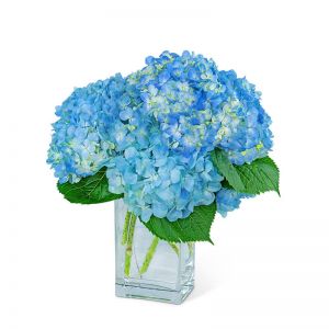 Hydrangeas In Blue